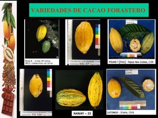 VARIEDADES DE CACAO FORASTERO
NANAY – 33
NANAY – 33
 