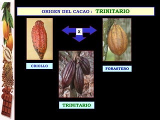 CRIOLLO
TRINITARIO
FORASTERO
ORIGEN DEL CACAO : TRINITARIO
X
 