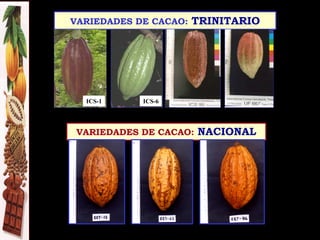 VARIEDADES DE CACAO: TRINITARIO
ICS-6ICS-1
VARIEDADES DE CACAO: NACIONAL
 