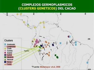 COMPLEJOS GERMOPLASMICOS
(CLUSTERS GENETICOS) DEL CACAO
 