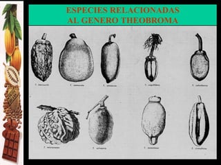 ESPECIES RELACIONADAS
AL GENERO THEOBROMA
 