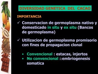 DIVERSIDAD GENETICA DEL CACAO
IMPORTANCIA
 Conservacion de germoplasma nativo y
domesticado in situ y ex situ (Bancos
de germoplasma)
 Utilizacion de germoplasma promisorio
con fines de propagacion clonal
• Convencional : estacas, injertos
• No convencional ::embriogenesis
somatica
 