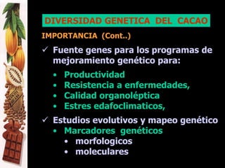 DIVERSIDAD GENETICA DEL CACAO
IMPORTANCIA (Cont..)
 Fuente genes para los programas de
mejoramiento genético para:
• Productividad
• Resistencia a enfermedades,
• Calidad organoléptica
• Estres edafoclimaticos,
 Estudios evolutivos y mapeo genético
• Marcadores genéticos
• morfologicos
• moleculares
 