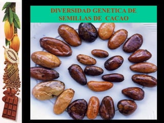 DIVERSIDAD GENETICA DE
SEMILLAS DE CACAO
 