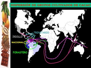 CRIOLLO
FORASTERO
TRINITARIO
1560
1822
1920
1614
1800
1880
1890
Introduction of the traditional cacao varieties and
Upper Amazonian Forastero material in Africa and Asia
F.B.A.
DISPERSIÓN DE GRUPOS CULTIVADOS DE CACAO
NACIONAL
 