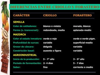 -----------------------------------------------------------------------------------------------------------------------------------------------------------------------
CARÁCTER CRIOLLO FORASTERO
-----------------------------------------------------------------------------------------------------------------------------------------------------------------------
SEMILLA
Color de cotiledones: blanco o violeta morado, blanco
Forma (s. transversal): redondeada, media aplanada-medio
MAZORCA
Color al estado inmaduro: verde o rojo verde o verde pigm.
Profundidad de surcos: variable superficial-medio
Grosor de cáscara: delgada variable
Constricción basal: ausente o ligero variable
AGROINDUSTRIAL
Inicio de la producción: 5 - 7° año 3 - 5° año
Periodo de fermentación: 2- 4 días 5 - 7 días
Sabor: fino corriente o medio
__________________________________________________________
DIFERENCIAS ENTRE CRIOLLO Y FORASTERO
 