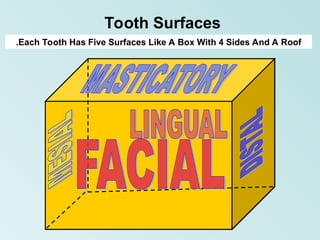 Multi Surfaced Tooth Introduction to dental anatomy Physiology and occlusion.ppt