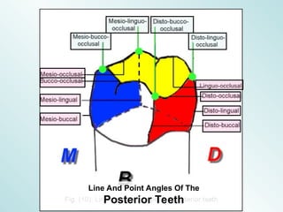 Introduction to dental anatomy Physiology and occlusion.ppt