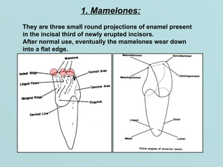 Introduction to dental anatomy Physiology and occlusion.ppt