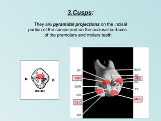 Introduction to dental anatomy Physiology and occlusion.ppt