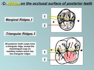 Teeth Marginal Ridge Color Changes 1 introduction | PPT