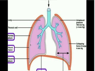 introduction to human anatomy | PPTX