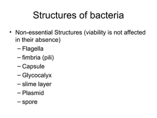 Structures of bacteria
• Non-essential Structures (viability is not affected
in their absence)
– Flagella
– fimbria (pili)
– Capsule
– Glycocalyx
– slime layer
– Plasmid
– spore
 
