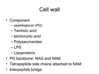 Cell wall
• Component
– peptidoglycan (PG)
– Teichoic acid
– teichorunic acid
– Polysaccharides
– LPS
– Lipoproteins
• PG backbone: NAG and NAM
• Tetrapeptide side chains attached to NAM
• Interpeptide bridge
 