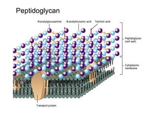 Peptidoglycan
 