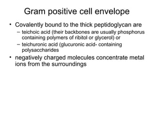 Gram positive cell envelope
• Covalently bound to the thick peptidoglycan are
– teichoic acid (their backbones are usually phosphorus
containing polymers of ribitol or glycerol) or
– teichuronic acid (glucuronic acid- containing
polysaccharides
• negatively charged molecules concentrate metal
ions from the surroundings
 