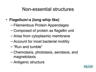 Non-essential structures
• Flagellum/-a (long whip like)
– Filamentous Protein Appendages
– Composed of protein as flagellin unit
– Arise from cytoplasmic membrane
– Account for most bacterial motility
– “Run and tumble”
– Chemotaxis, phototaxis, aerotaxis, and
magnetotaxis
– Antigenic structure
Fig 3.42
 
