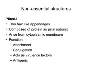 Non-essential structures
Pilus/-i
• Thin hair like appendages
• Composed of protein as pillin subunit
• Arise from cytoplasmic membrane
• Function
– Attachment
– Conjugation
– Acts as virulence factors
– Antigenic
 
