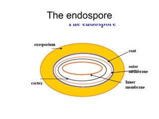 The endospore
 