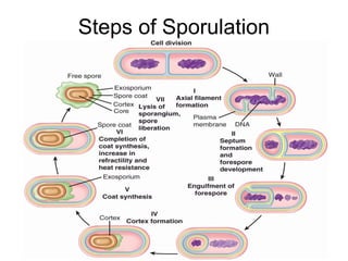 Steps of Sporulation
 