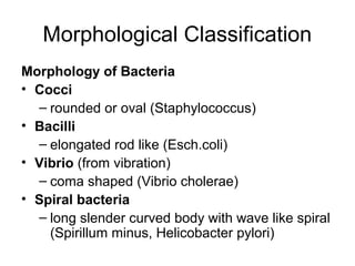 Morphological Classification
Morphology of Bacteria
• Cocci
– rounded or oval (Staphylococcus)
• Bacilli
– elongated rod like (Esch.coli)
• Vibrio (from vibration)
– coma shaped (Vibrio cholerae)
• Spiral bacteria
– long slender curved body with wave like spiral
(Spirillum minus, Helicobacter pylori)
 