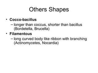 Others Shapes
• Cocco-bacillus
– longer than coccus, shorter than bacillus
(Bordetella, Brucella)
• Filamentous
– long curved body like ribbon with branching
(Actinomycetes, Nocardia)
 