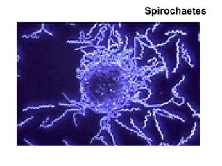 Spirochaetes
 