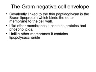 The Gram negative cell envelope
• Covalently linked to the thin peptidoglycan is the
Braun lipoprotein which binds the outer
membrane to the cell wall.
• Like other membranes it contains proteins and
phospholipids.
• Unlike other membranes it contains
lipopolysaccharide
 