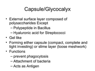 Capsule/Glycocalyx
• External surface layer composed of
polysaccharides Except
– Polypeptide in Bacillus
– Hyaluronic acid for Streptococci
• Gel like
• Forming either capsule (compact, complete and
tight investing) or slime layer (loose meshwork)
• Functions
– prevent phagocytosis
– Attachment of bacteria
– Acts as Antigen
 