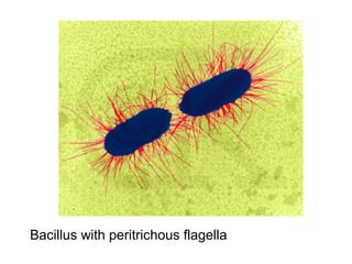 Bacillus with peritrichous flagella
 