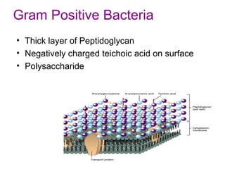 Gram Positive Bacteria
• Thick layer of Peptidoglycan
• Negatively charged teichoic acid on surface
• Polysaccharide
 