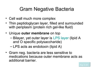 Gram Negative Bacteria
• Cell wall much more complex
• Thin peptidoglycan layer, filled and surrounded
with periplasm (protein rich gel-like fluid)
• Unique outer membrane on top
– Bilayer, yet outer layer is LPS layer (lipid A
and O specific polysaccharide)
– LPS acts as endotoxin (lipid A)
• Gram neg. bacteria are less sensitive to
medications because outer membrane acts as
additional barrier.
Fig 3.34
 