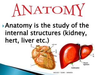 Anatomy is the study of the
internal structures (kidney,
hert, liver etc.)
BIOLOGY TEAMS - SMAMDA
 