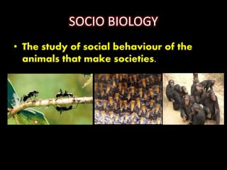SOCIO BIOLOGY
• The study of social behaviour of the
animals that make societies.
 