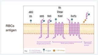 Gecko Rbcs introduction into blood banking science.pptx