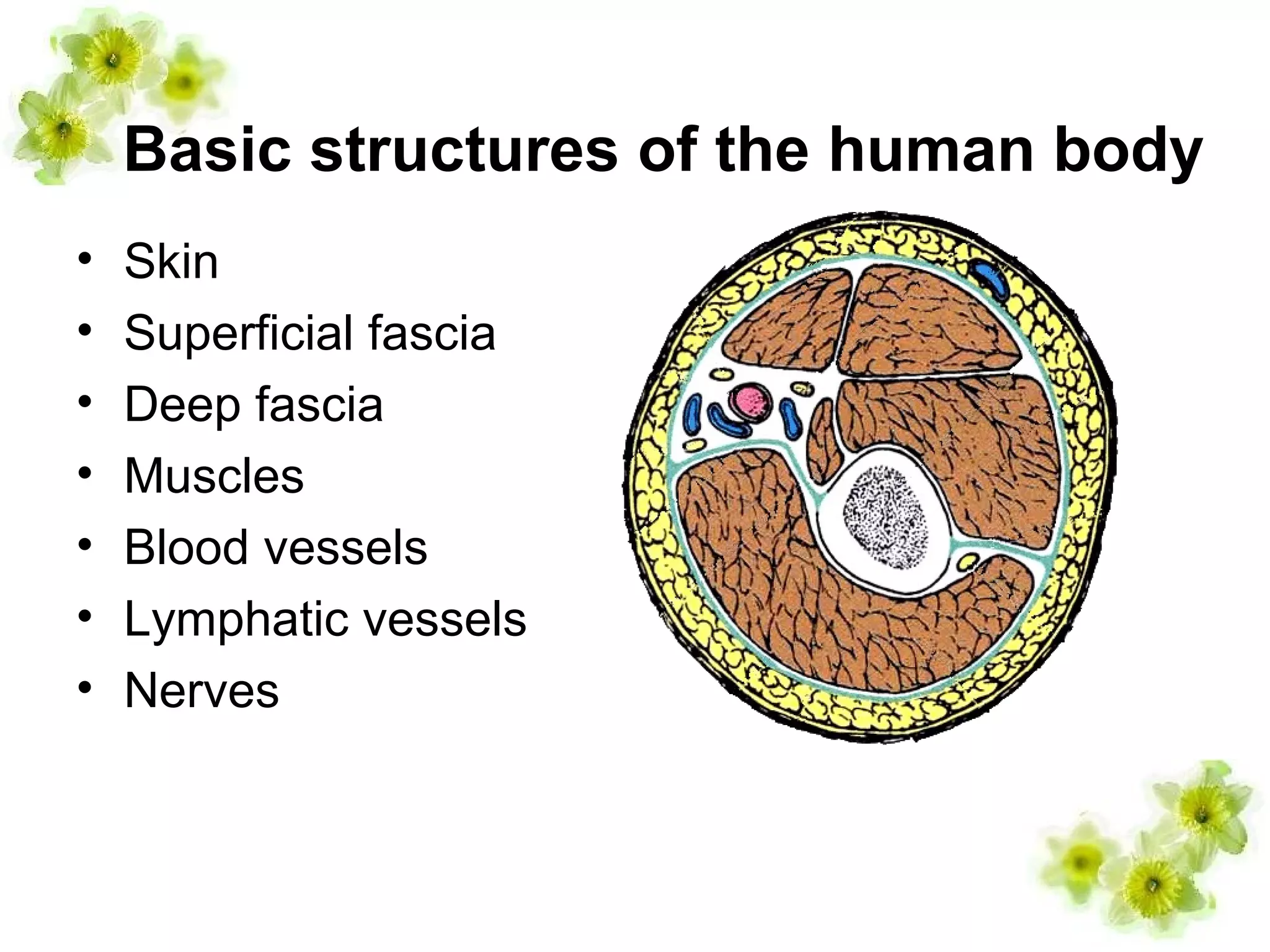 Basic structures of the human body
• Skin
• Superficial fascia
• Deep fascia
• Muscles
• Blood vessels
• Lymphatic vessels
• Nerves
 