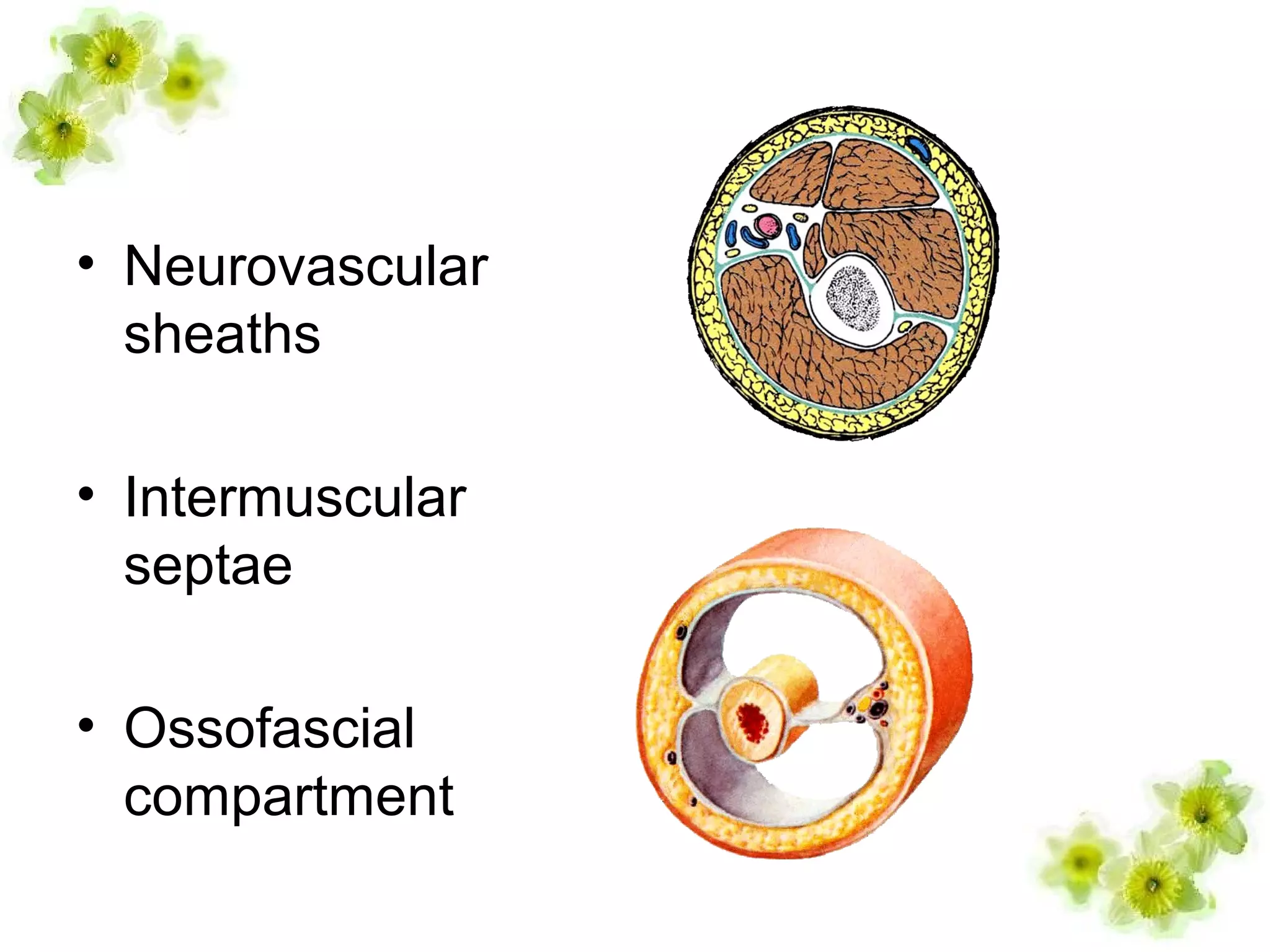 • Neurovascular
sheaths
• Intermuscular
septae
• Ossofascial
compartment
 