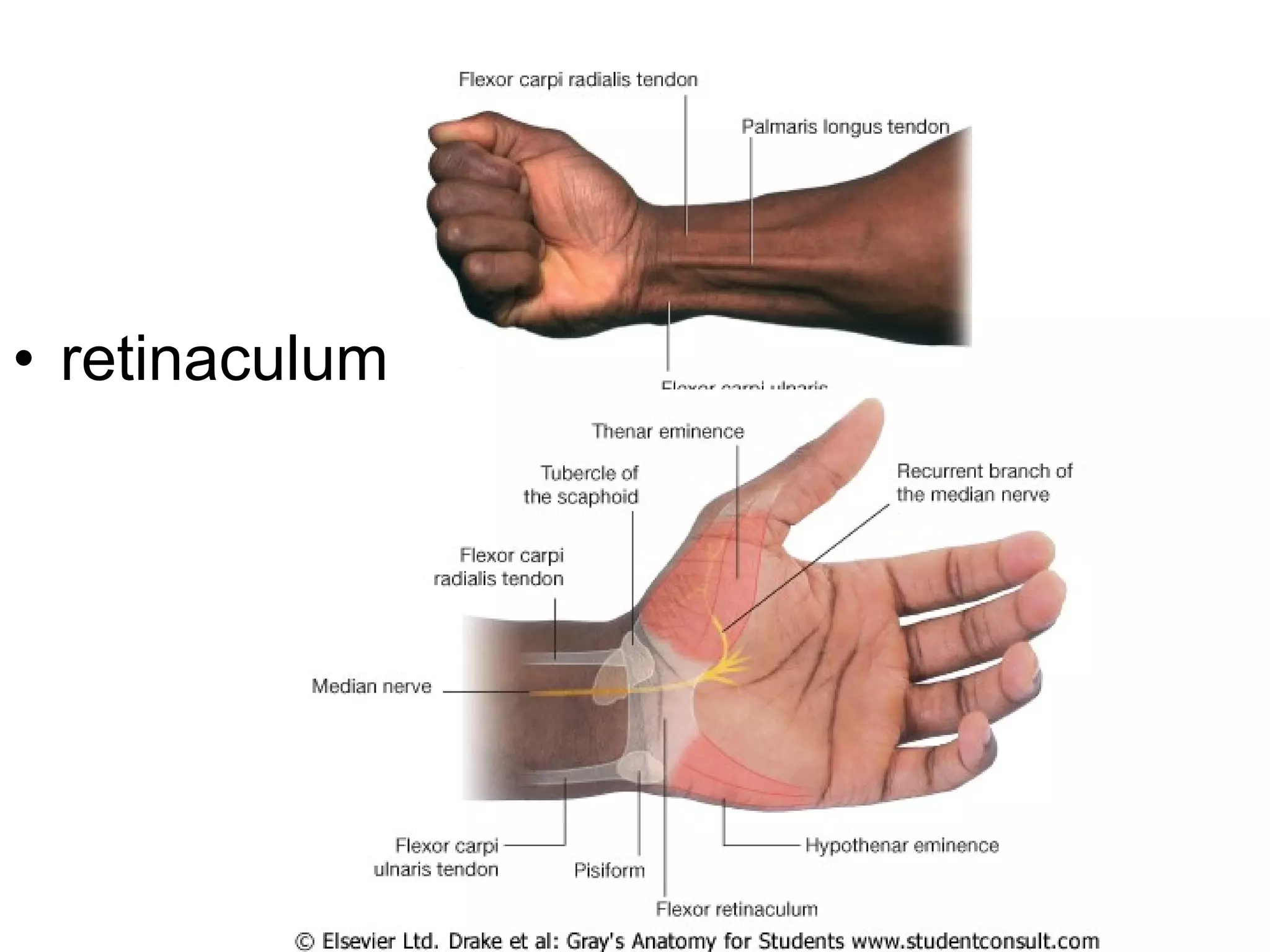 • retinaculum
 