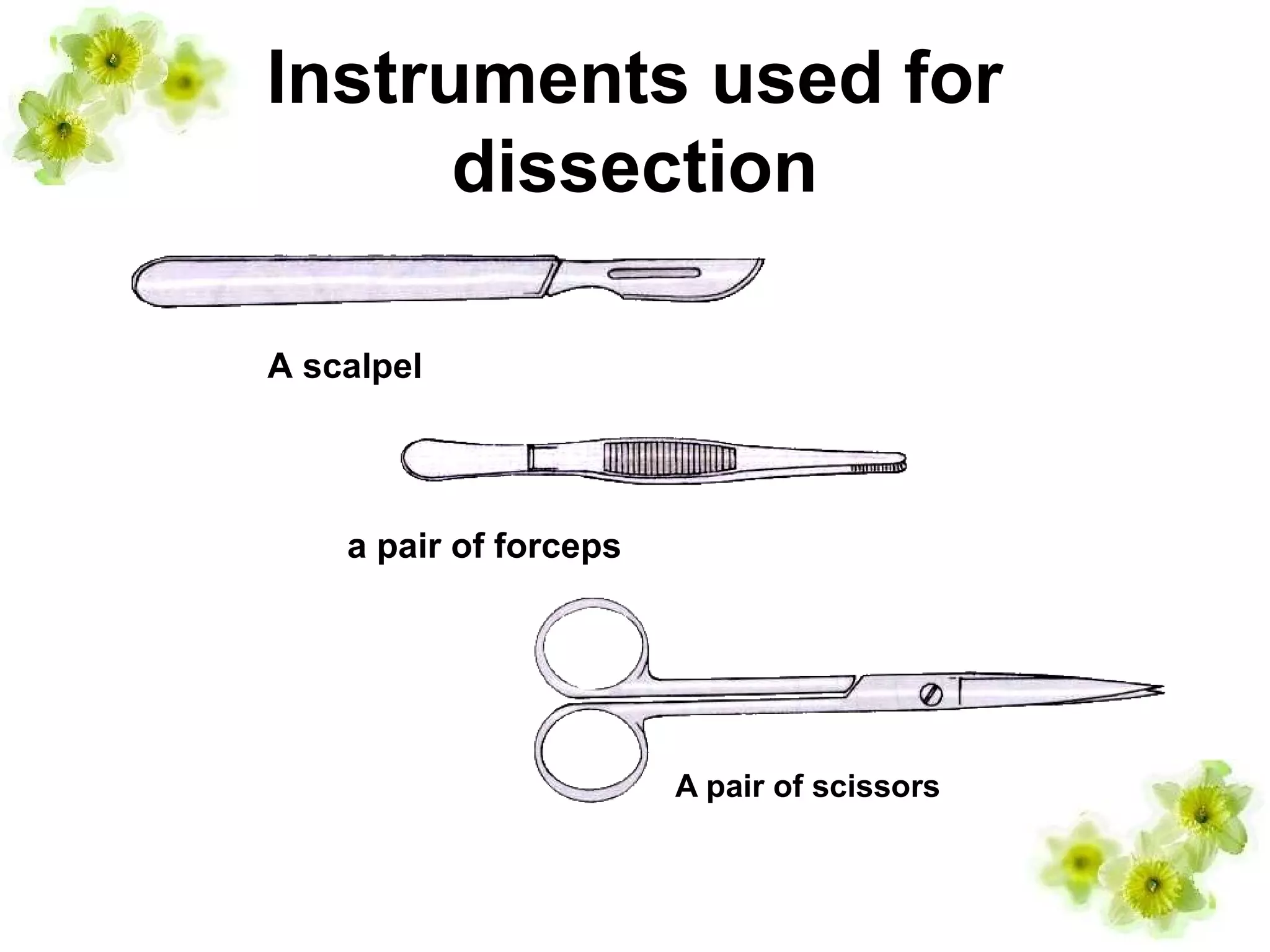 Instruments used for
dissection
a pair of forceps
A scalpel
A pair of scissors
 