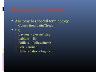 The language of anatomy
 Anatomy has special terminology
 Comes from Latin/Greek
 e.g.
 Lavator - elevate/raise
 Labium - lip
 Pollicis - Pollex/thumb
 Peri - around
 Halucis halux - big toe
 