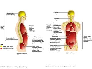 1 introduction to anatomy | PPT