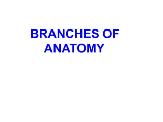 BRANCHES OF
ANATOMY
 