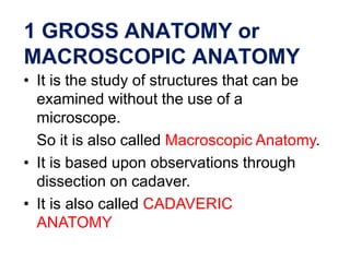 1 GROSS ANATOMY or
MACROSCOPIC ANATOMY
• It is the study of structures that can be
examined without the use of a
microscope.
So it is also called Macroscopic Anatomy.
• It is based upon observations through
dissection on cadaver.
• It is also called CADAVERIC
ANATOMY
 