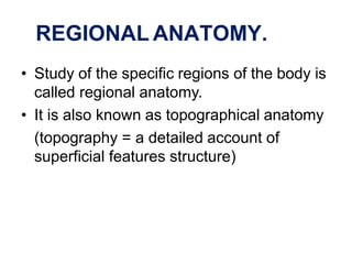 REGIONAL ANATOMY.
• Study of the specific regions of the body is
called regional anatomy.
• It is also known as topographical anatomy
(topography = a detailed account of
superficial features structure)
 