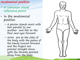 Anatomical position
• A common visual
reference point
• In the anatomical
position
• A person stands erect with
feet parallel to one
another and flat on the
floor and eyes forward
• Arms are at the sides of
the body with the palms of
the hands turned forward
and the fingers are
pointed straight down
with the thumbs pointed
away from the body
20
 