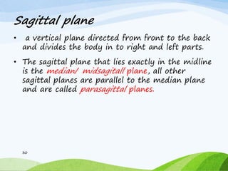 Sagittal plane
• a vertical plane directed from front to the back
and divides the body in to right and left parts.
• The sagittal plane that lies exactly in the midline
is the median/ midsagitall plane, all other
sagittal planes are parallel to the median plane
and are called parasagittal planes.
30
 