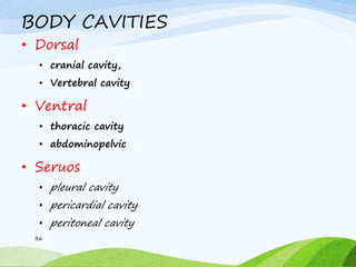 BODY CAVITIES
• Dorsal
• cranial cavity,
• Vertebral cavity
• Ventral
• thoracic cavity
• abdominopelvic
• Seruos
• pleural cavity
• pericardial cavity
• peritoneal cavity
36
 