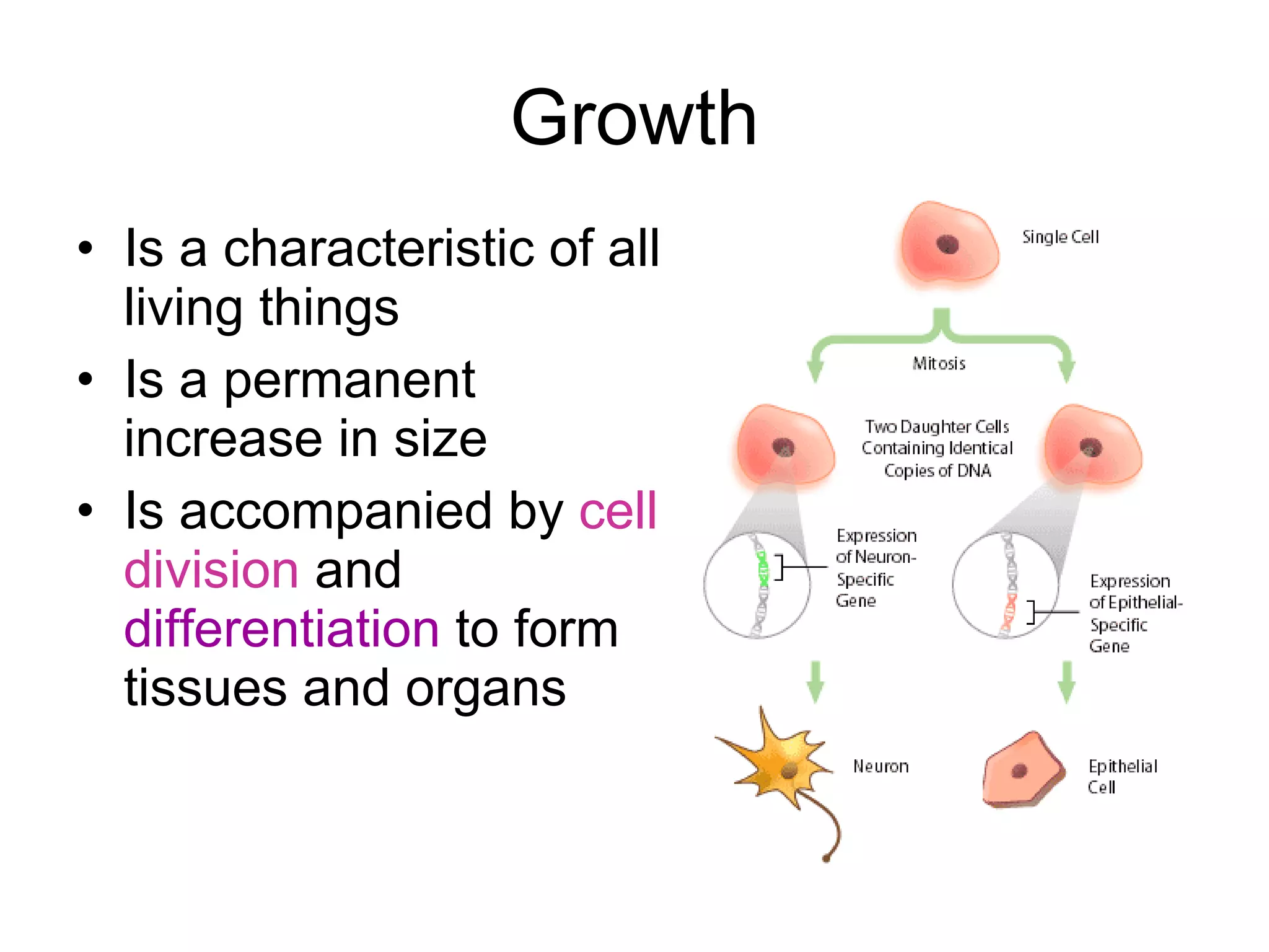 Growth Is a characteristic of all living things Is a permanent increase in size Is accompanied by cell division and differentiation to form tissues and organs