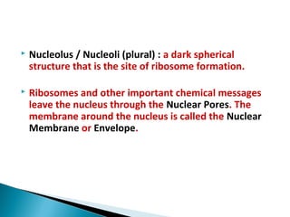  Nucleolus / Nucleoli (plural) : a dark spherical
structure that is the site of ribosome formation.
 Ribosomes and other important chemical messages
leave the nucleus through the Nuclear Pores. The
membrane around the nucleus is called the Nuclear
Membrane or Envelope.
 