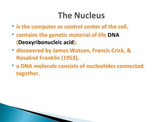  is the computer or control center of the cell.
 contains the genetic material of life DNA
(Deoxyribonucleic acid).
 discovered by James Watson, Francis Crick, &
Rosalind Franklin (1953).
 a DNA molecule consists of nucleotides connected
together.
 